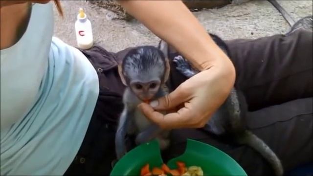 Baby Monkeys At The Vervet Monkey Sanctuary