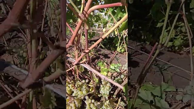 Винный виноград Кристалл часть 2 24 сентября 2022 г. смотреть онлайн