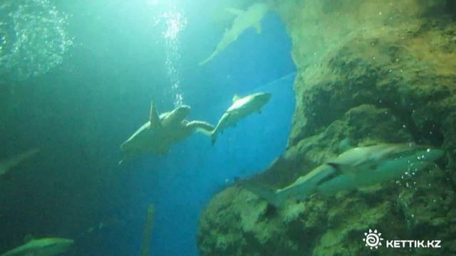 Underwater World Pattaya - Океанариум Паттайя смотреть онлайн