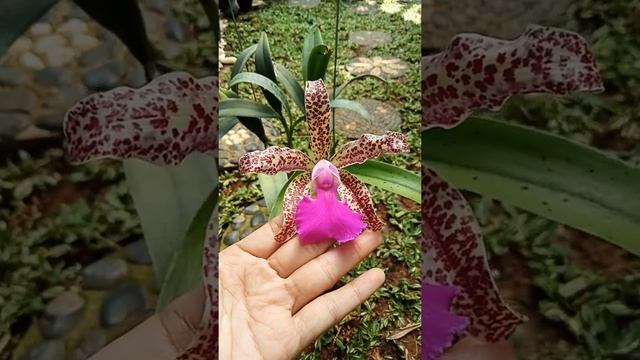 Cattleya Green Emerald 'Queen' смотреть онлайн