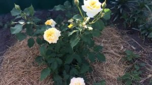 Роза Штернталер Sterntaler- 1-е цветение после посадки 2020г. Мариана и Михаил/Life in the village