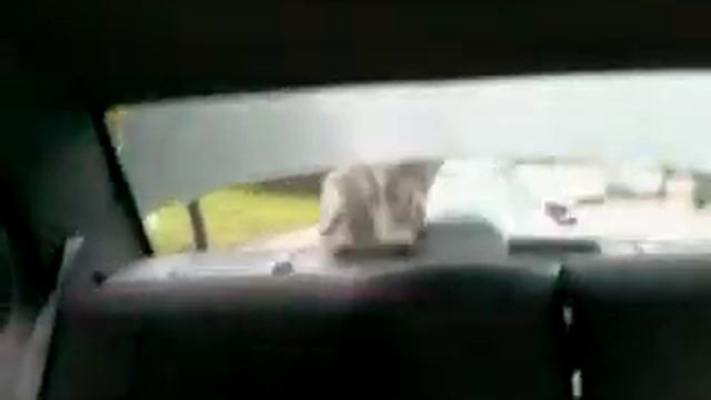 вылез из багажника на светофоре смотреть онлайн