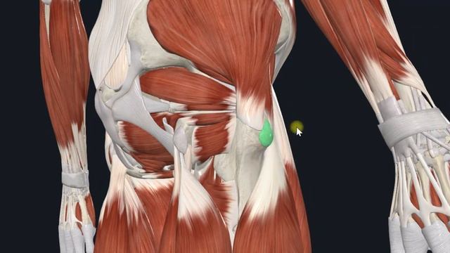 Большая ягодичная мышца (m. gluteus maximus) 3D Анатомия смотреть онлайн