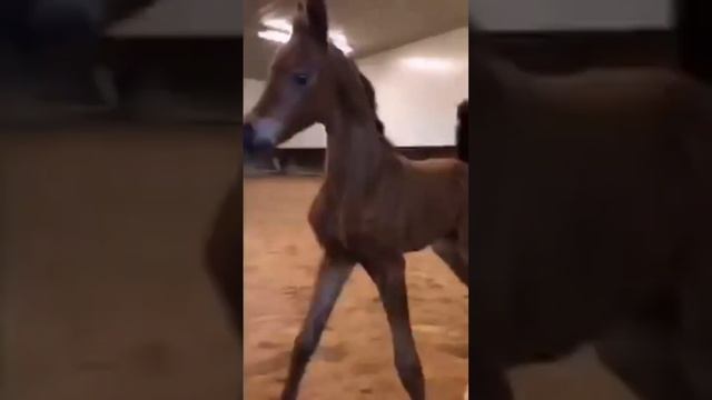 Маленький жеребенок скачет ??? смотреть онлайн