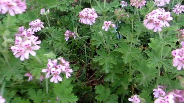 Герань-Пеларгония сильнопахнущая!Pelargonium graveolens.Кирьят-Ям.Kiryat-Yam.Израиль.Israel. смотреть онлайн