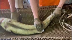 Сахалинский осётр (Acipenser mikadoi). Отбор половозрелых рыб для разведения. Алексин 08.02.2023