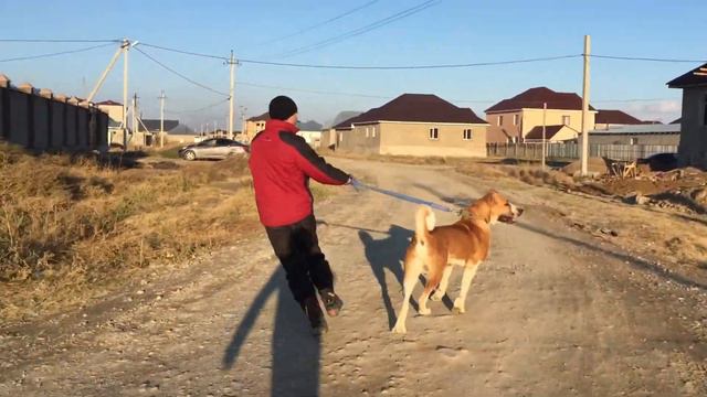 САО Тайсон 11 месяцев KZ смотреть онлайн