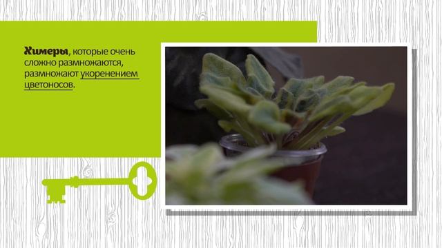 Комнатные фиалки (сенполии). Уход, пересадка, советы цветовода смотреть онлайн