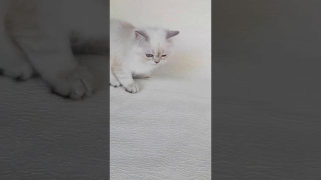 Девочка хайленд шиншилла пойнт смотреть онлайн