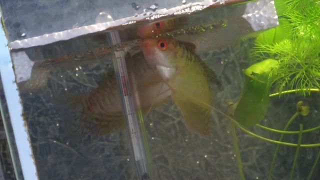 Нерест золотых гурами смотреть онлайн