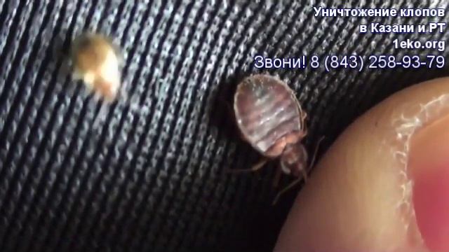 Как выглядят клопы? смотреть онлайн