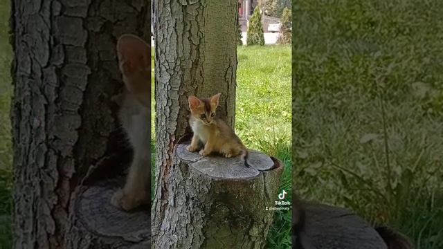 чаузиф2 - это крупные аби, в близком родстве которых камышовая рысь. смотреть онлайн