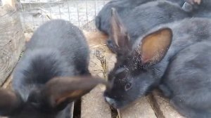 кролики порода бабочка крольчиха родила милашк порода кролики полтавское серебро