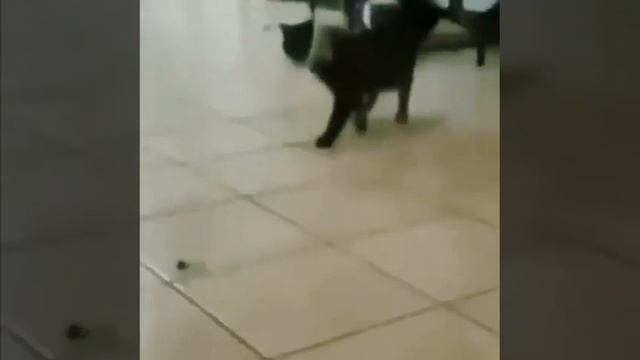 Грациозная кошка смотреть онлайн