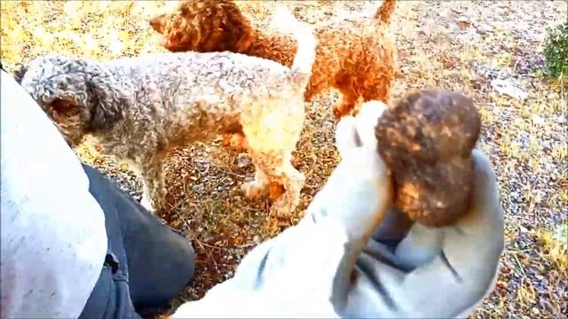 TRUFA SILVESTRE DE VERANO EN SORIA, TUBER AESTIVUM смотреть онлайн