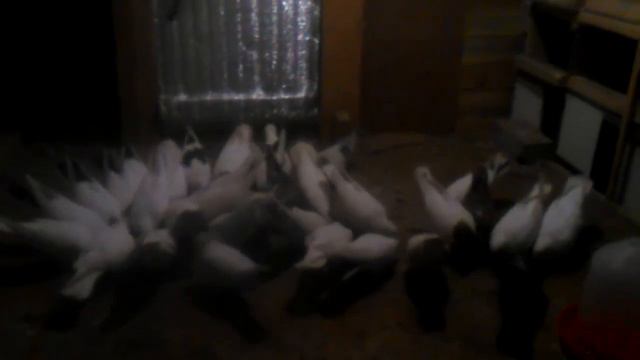 Игровые голуби смотреть онлайн