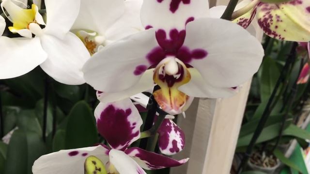 Свежий завоз орхидей в Бауцентр 12 сентября 2020г. Каменная Роза, Клеопатра, Чармер, Рим, биг липы. смотреть онлайн