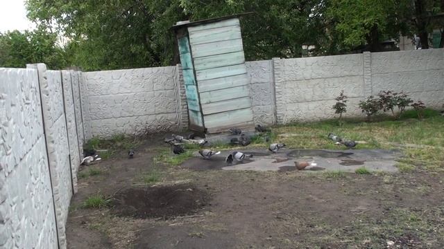 Есть порядочные голубеводы у нас в посёлке смотреть онлайн
