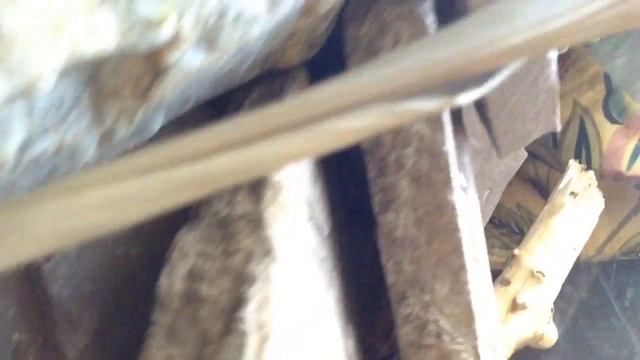 HD Overview of my Scolopendra Gigantea breeding setup смотреть онлайн