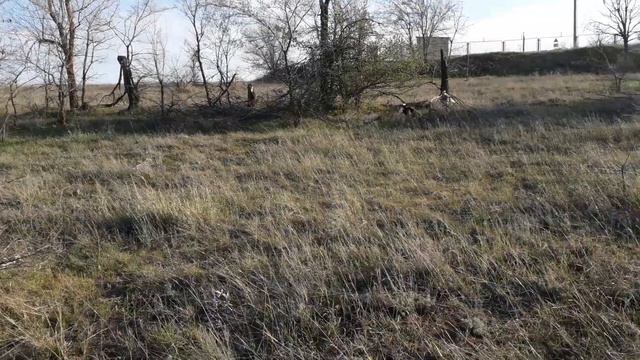 Эстонская гончая. Работа по куропатке. смотреть онлайн