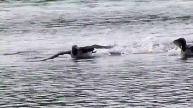 Гонки. Гагары на озере (часть 2) смотреть онлайн