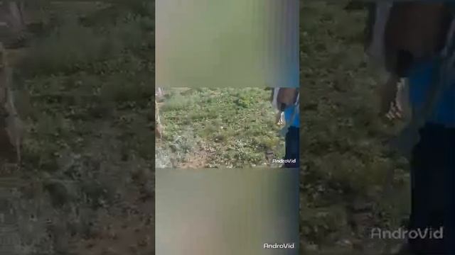 Обучение верхом , легко , безопасно ! Старикам и детям. смотреть онлайн