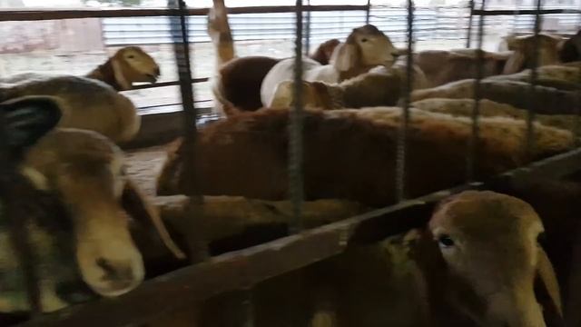 Гиссарские и арашан овцы. г.Шу. Анвар Рустемов +77017224679 (ватцап) смотреть онлайн