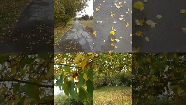 Зарека осень Тюмень смотреть онлайн