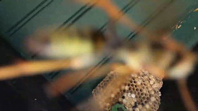 How-to Get Rid of Hornet Nests in High Places смотреть онлайн