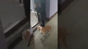 Американский були покет