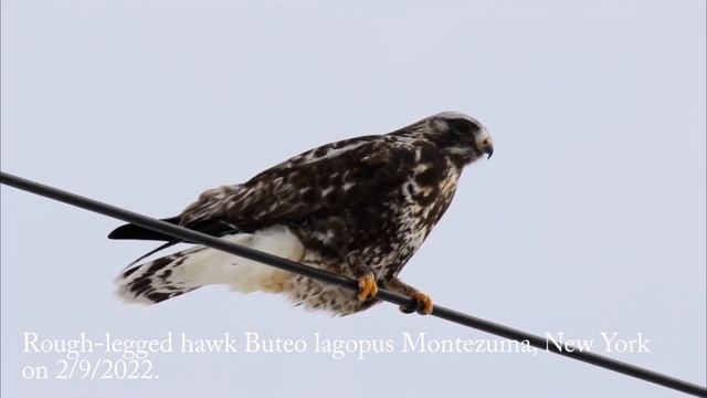 Rough-legged hawk Buteo lagopus short close up video, Montezuma, New York on 2/9/2022. смотреть онлайн
