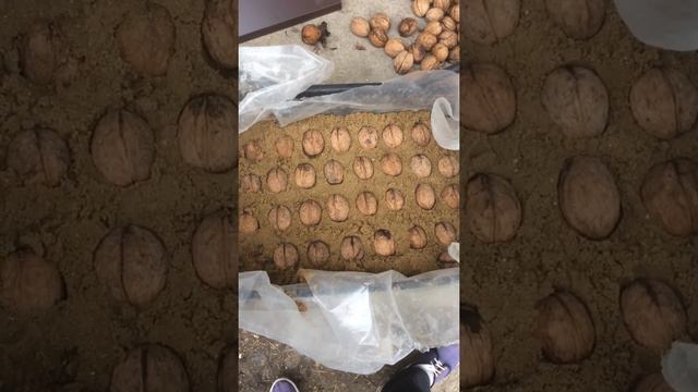 Как вырастить орех из семян. смотреть онлайн