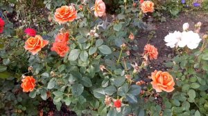 Роза  Глэмис Касл (Glamis Casl) в октябре 2022 года