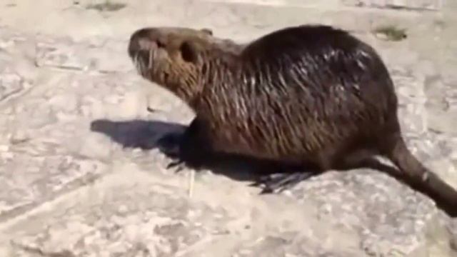 Пляжные приколы. смотреть онлайн