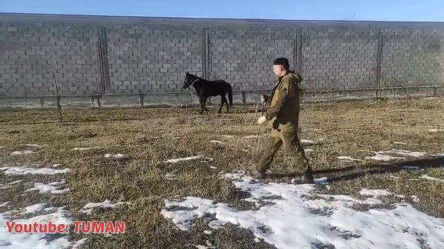 Жеребец кусается , таскает за повод как отучить. Туман. смотреть онлайн