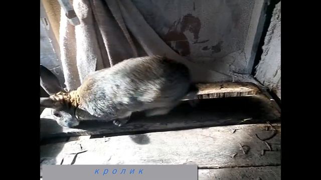 мои первые кролики