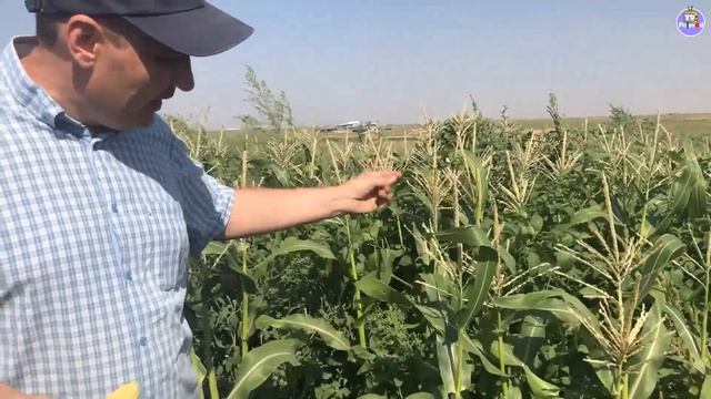 Пустозерность початка кукурузы. Опыление кукурузы (28-07-2018) смотреть онлайн