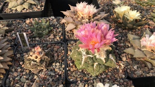 Ariocarpus Godzilla смотреть онлайн