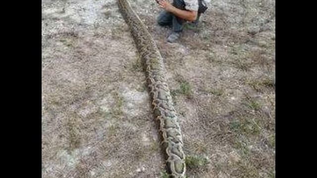 Men catch 144-pound python lurking in Florida brush смотреть онлайн