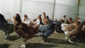 Ломан-браун, Доминант - куры и петухи