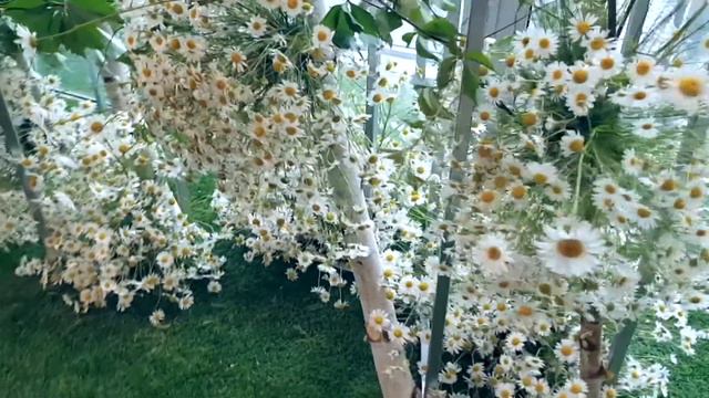ВЫШЕ ТОЛЬКО ЛЮБОВЬ, Eugene Prince/decor & flowers смотреть онлайн