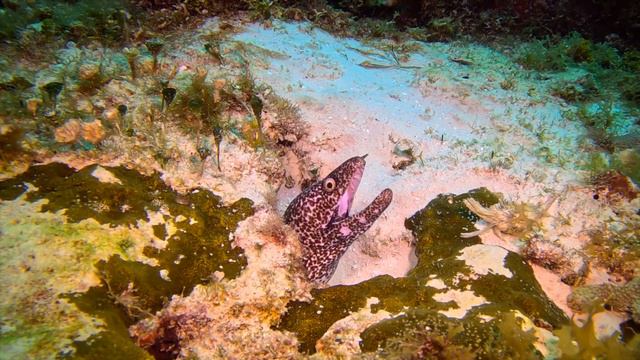 Cozumel - Day 3 смотреть онлайн