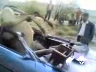 Верблюд- причина ДТП смотреть онлайн