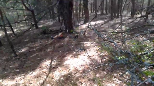 Коп металла! 12 с половиной лемехов. Показываю как искать лемехи на окраине поля. смотреть онлайн