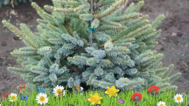 Ель обыкновенная Биколор ? Обзор: посадка и уход. саженцы ели Биколор: описание и особенности