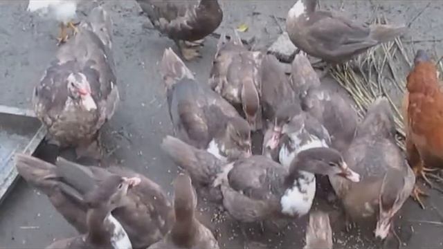 Индоутки..или как мы начинали... смотреть онлайн