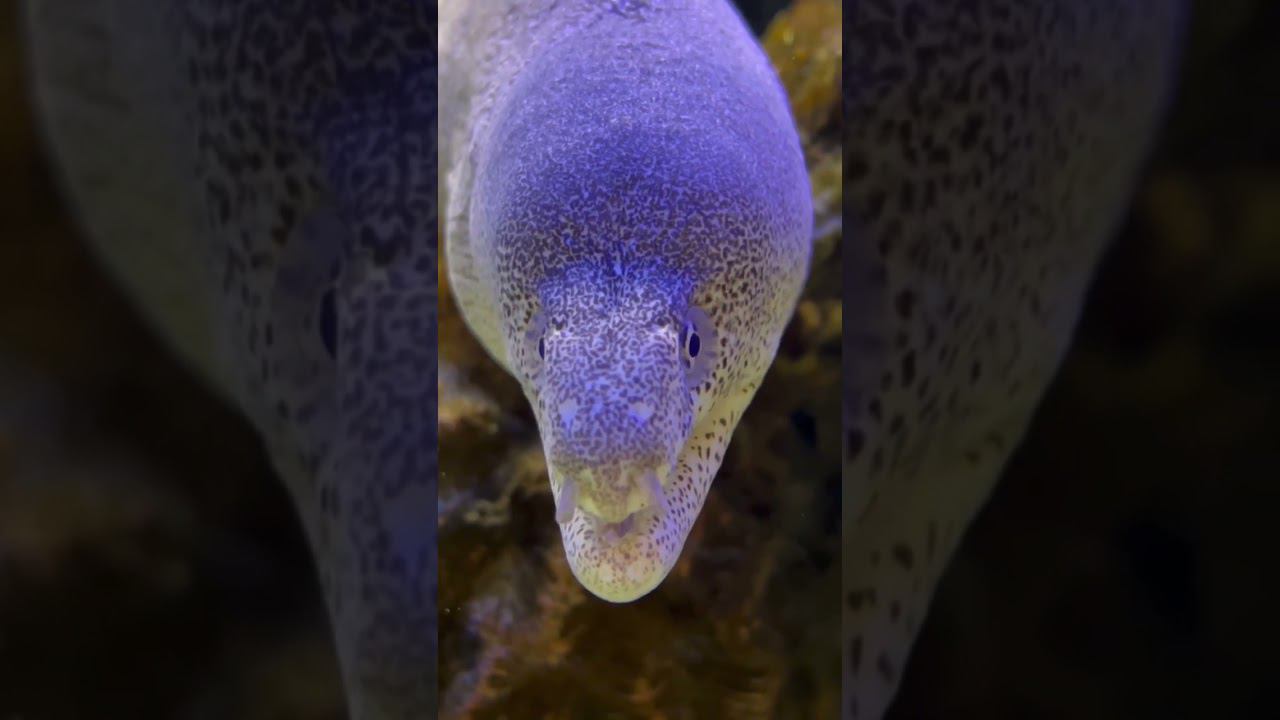 Мурена-сидерия перечная, Сидерия узорчатая в салоне #аквалого смотреть онлайн