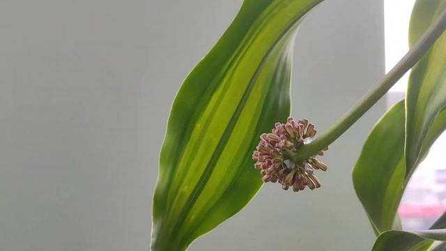 Драцена цветет в домашних условиях #драцена #цветы #комнатныерастения #экзотика смотреть онлайн