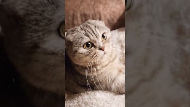 Кошка мяукает и говорит хозяйке, что кровать теперь занята ? смотреть онлайн