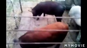 КАК ПРАВИЛЬНО ПОДНЯТЬ ПОРОСЯТА